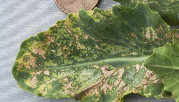 How To Distinguish Weather-Related Crop Injury From Disease