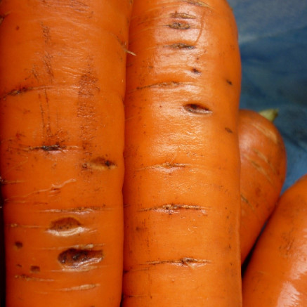Pythium violae in Carrot